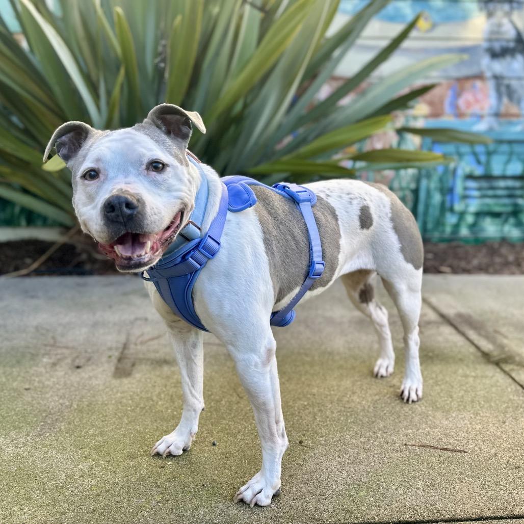 Panda — thumbnail 5