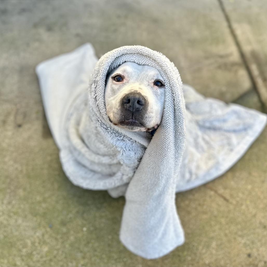 Panda — thumbnail 6