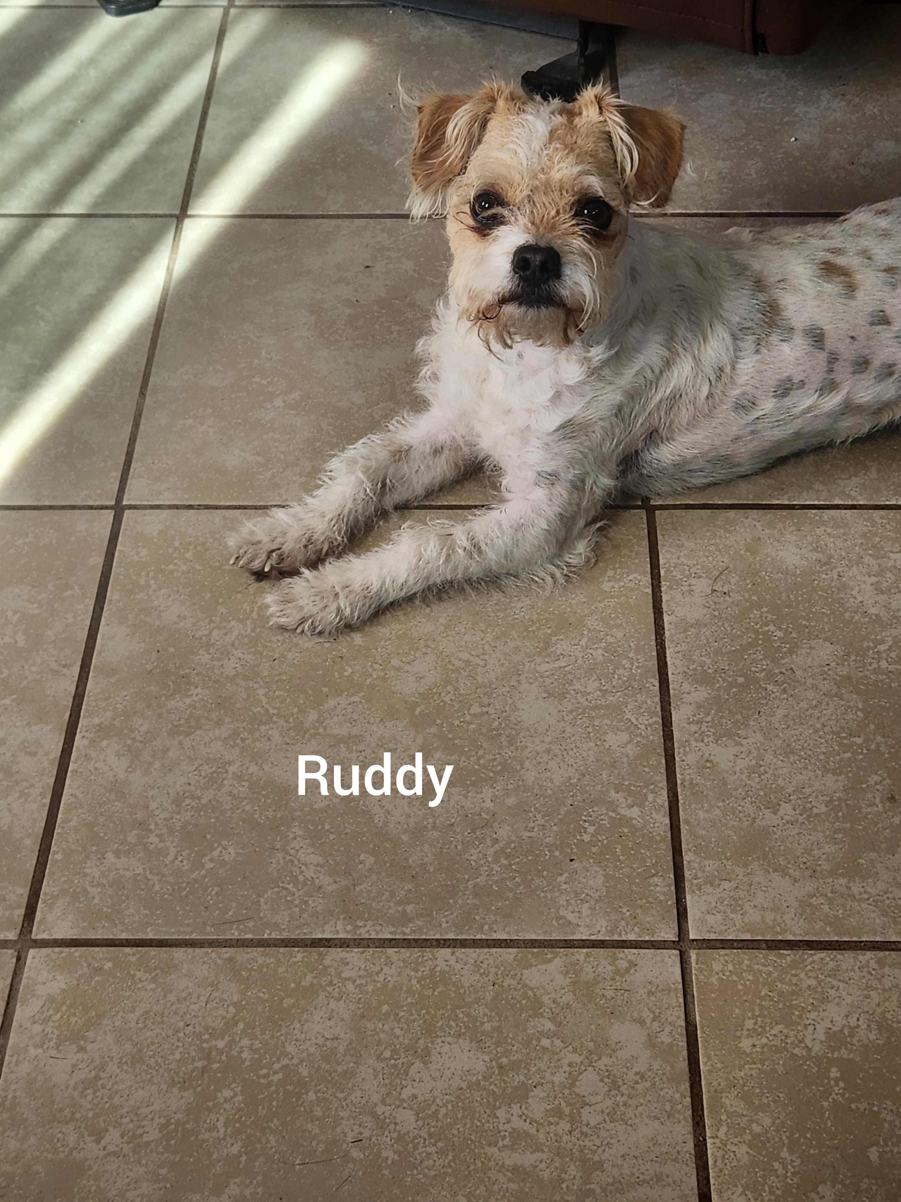 Rudy (Orlando Fl), adopted, Young Male Parson Russell Terrier & Jack Russell Terrier.