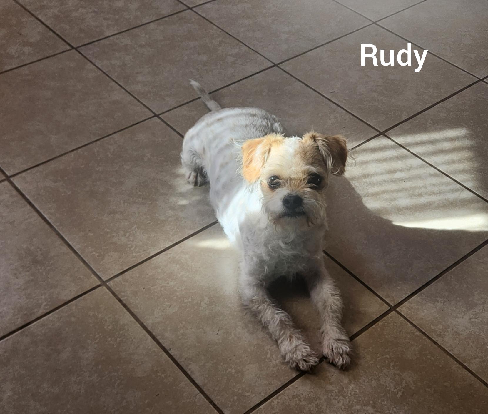 Enlarge Rudy (Orlando Fl), an adopted mixed breed in Orlando, FL image 4/4