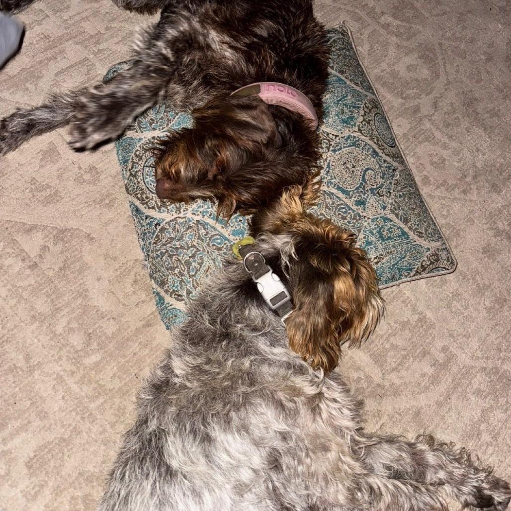 Ringo BONDED WITH CRICKET (Monteverde, Florida), Adoptable, Adult Male Wirehaired Pointing Griffon.