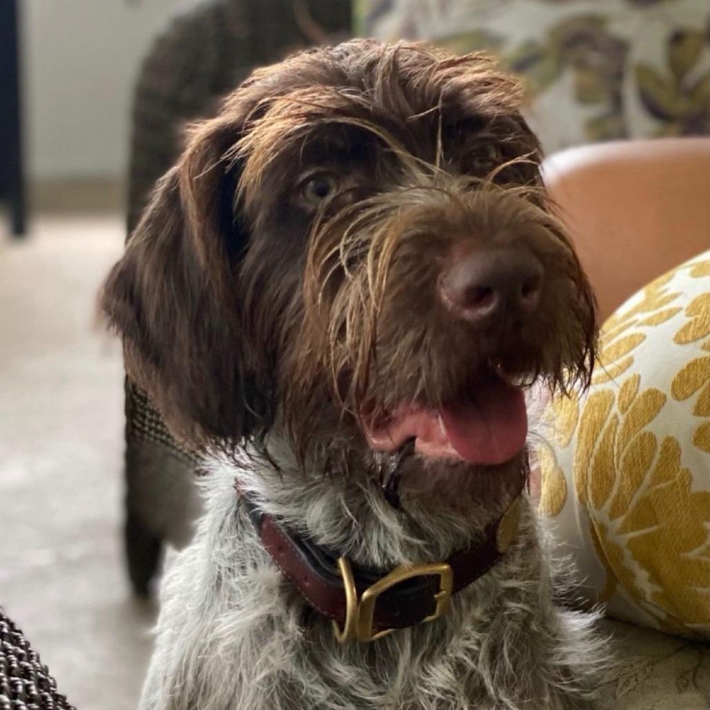 Ringo BONDED WITH CRICKET (Monteverde, Florida), a Adoptable Wirehaired Pointing Griffon in Santa Rosa, CA image 2/3