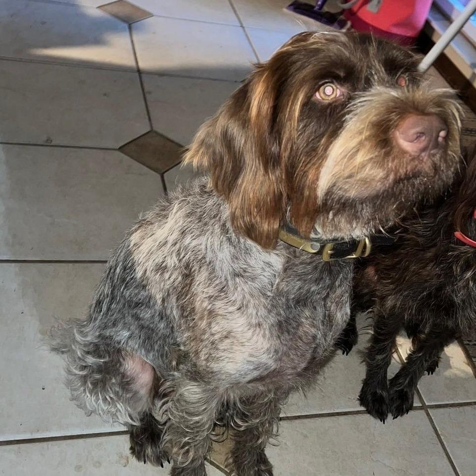 Ringo BONDED WITH CRICKET (Monteverde, Florida), a Adoptable Wirehaired Pointing Griffon in Santa Rosa, CA image 3/3