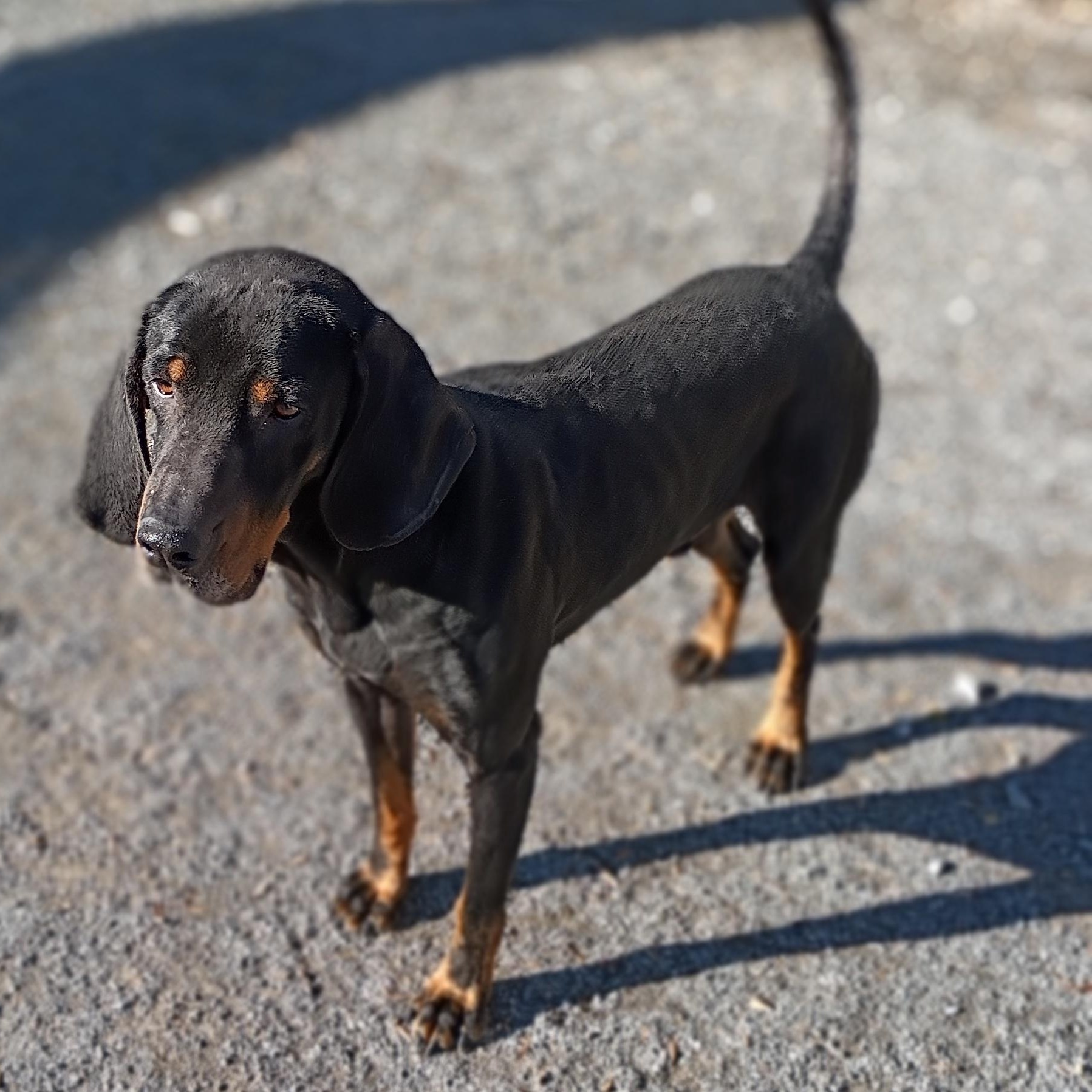 Zeke, ADOPTABLE, Adult Male Black and Tan Coonhound.