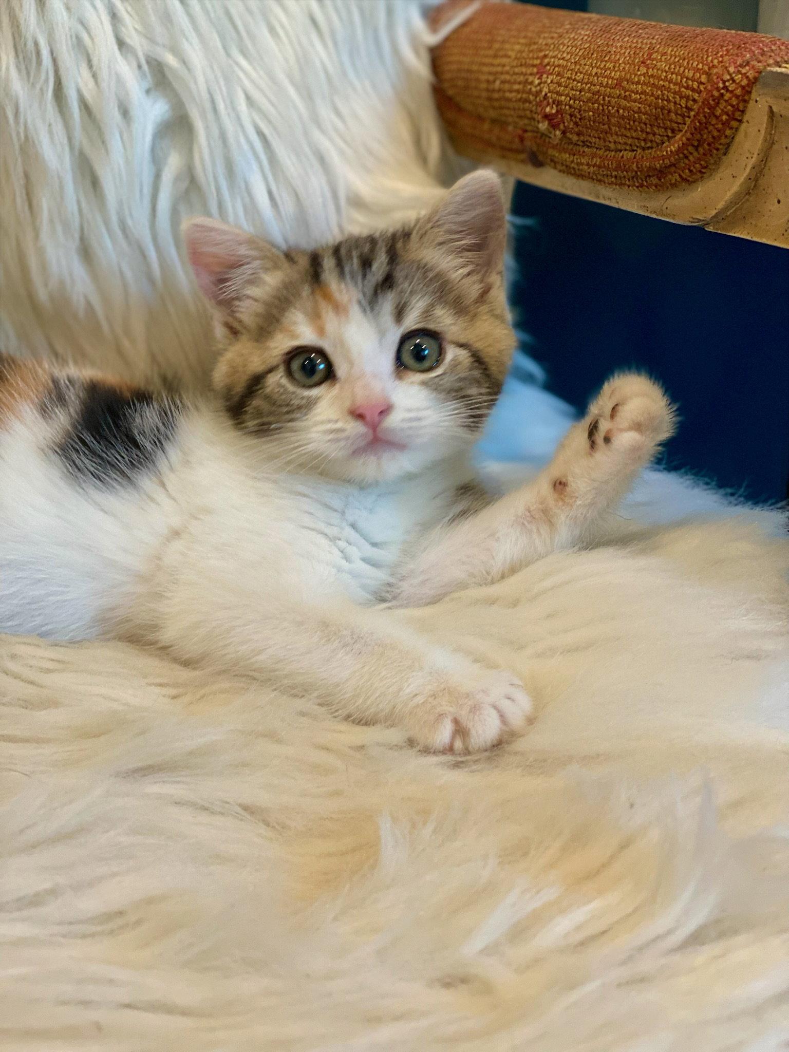 Indie, Adopted, Kitten Female Domestic Short Hair & Calico.