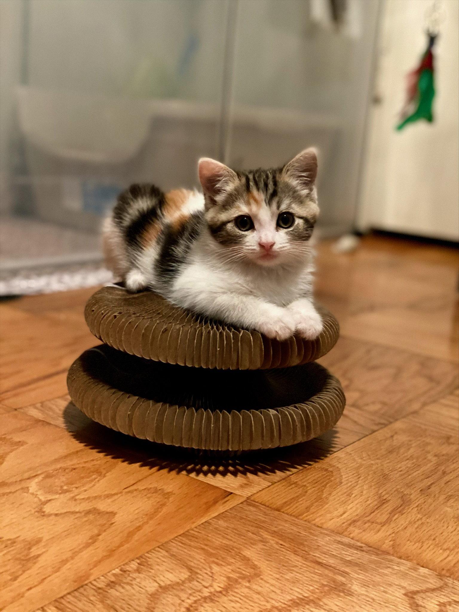 Indie, a Adopted mixed breed in Seal Beach, CA image 2/3