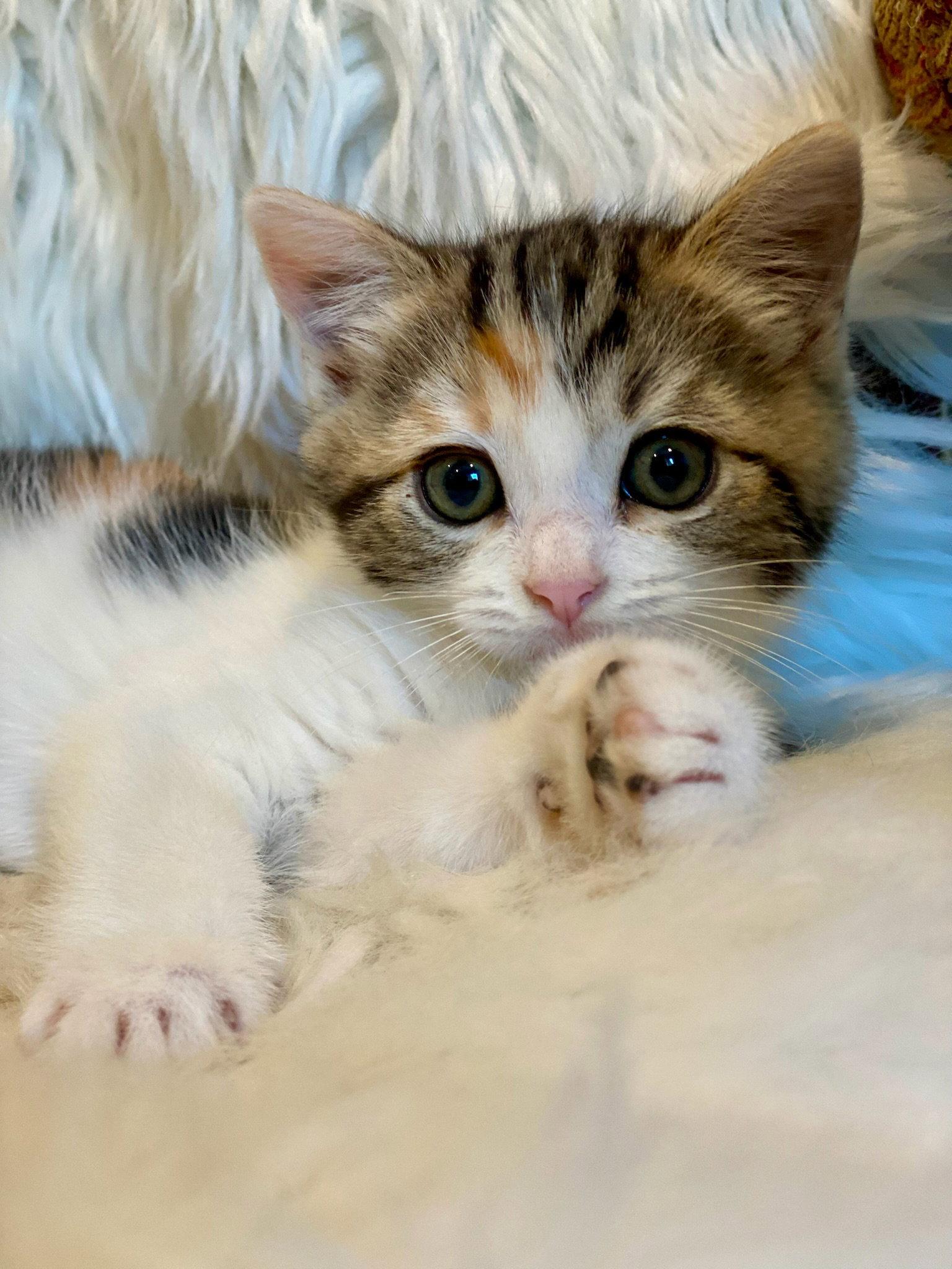 Indie, a Adopted mixed breed in Seal Beach, CA image 3/3