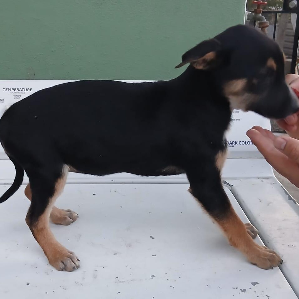 Enlarge Max, a ADOPTABLE mixed breed in Tijuana, BCN image 2/2