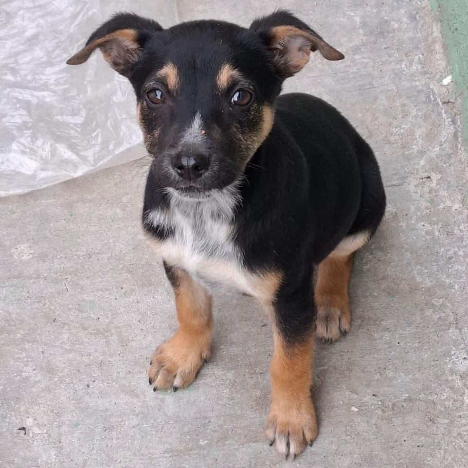 Enlarge Max, a ADOPTABLE mixed breed in Tijuana, BCN image 1/2