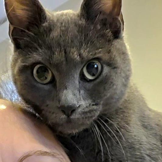 Jessica Rabbit, Adoptable, Kitten Female Domestic Short Hair & Domestic Short Hair.