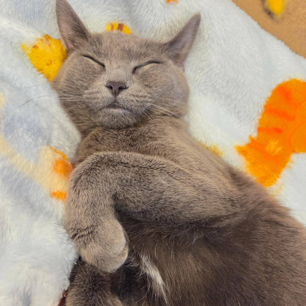 Enlarge Jessica Rabbit, a Adoptable mixed breed in Commerce City, CO image 2/6