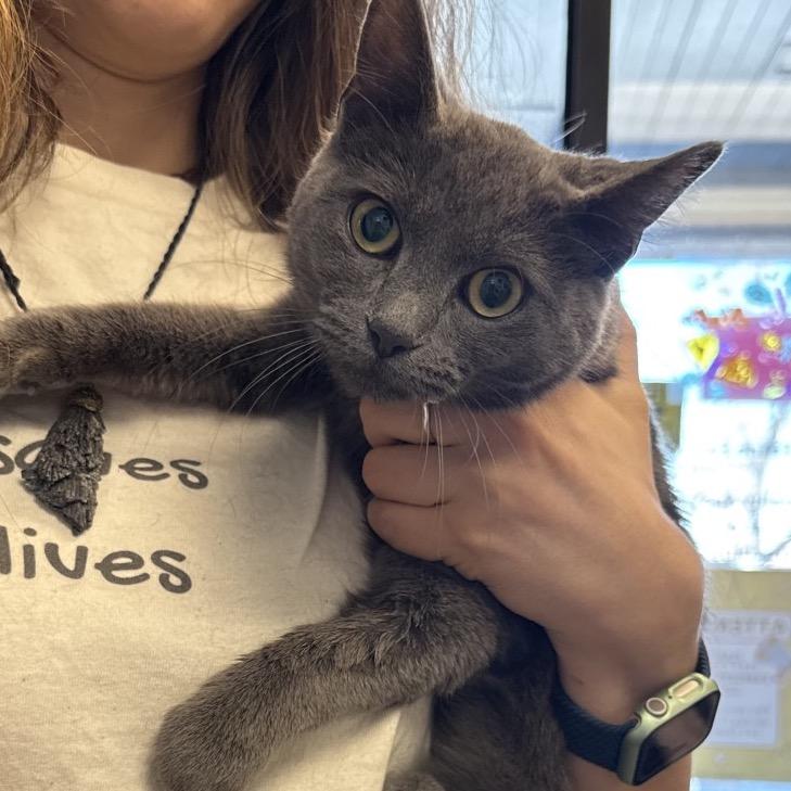 Enlarge Jessica Rabbit, a Adoptable mixed breed in Commerce City, CO image 3/6