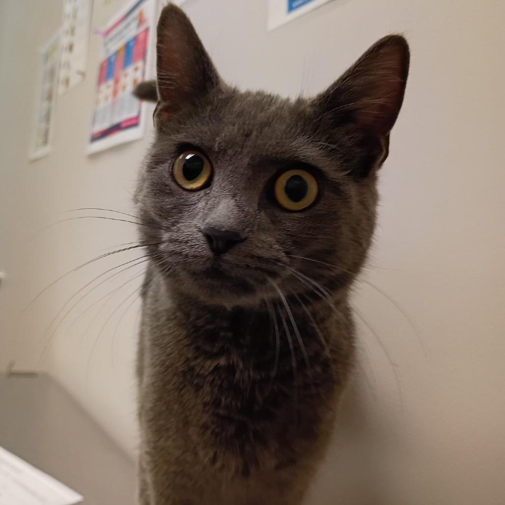 Enlarge Jessica Rabbit, a Adoptable mixed breed in Commerce City, CO image 4/6