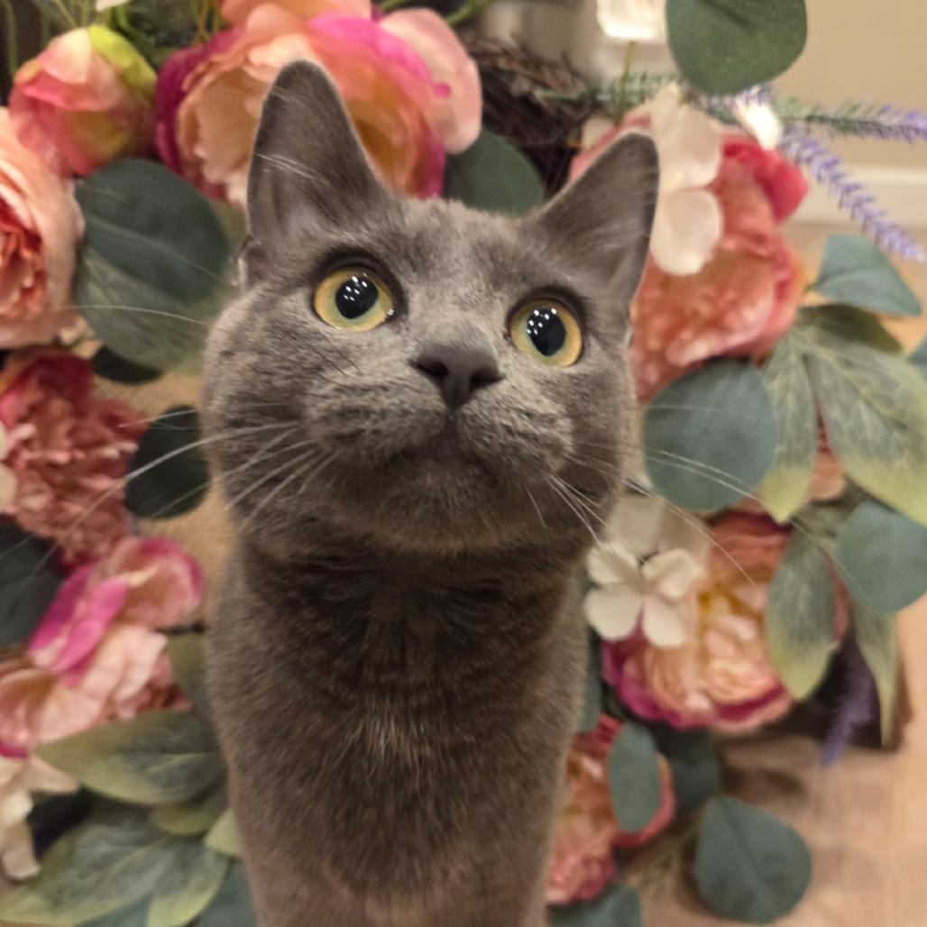 Enlarge Jessica Rabbit, a Adoptable mixed breed in Commerce City, CO image 6/6