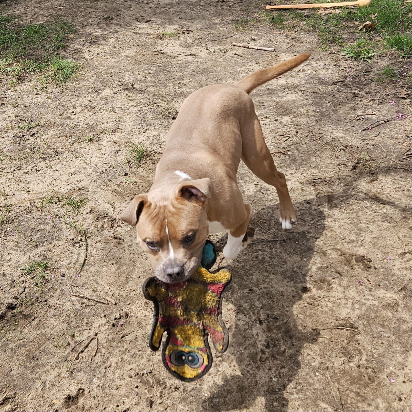 Nerf, a ADOPTABLE Mixed Breed in Mishawaka, IN image 4/5