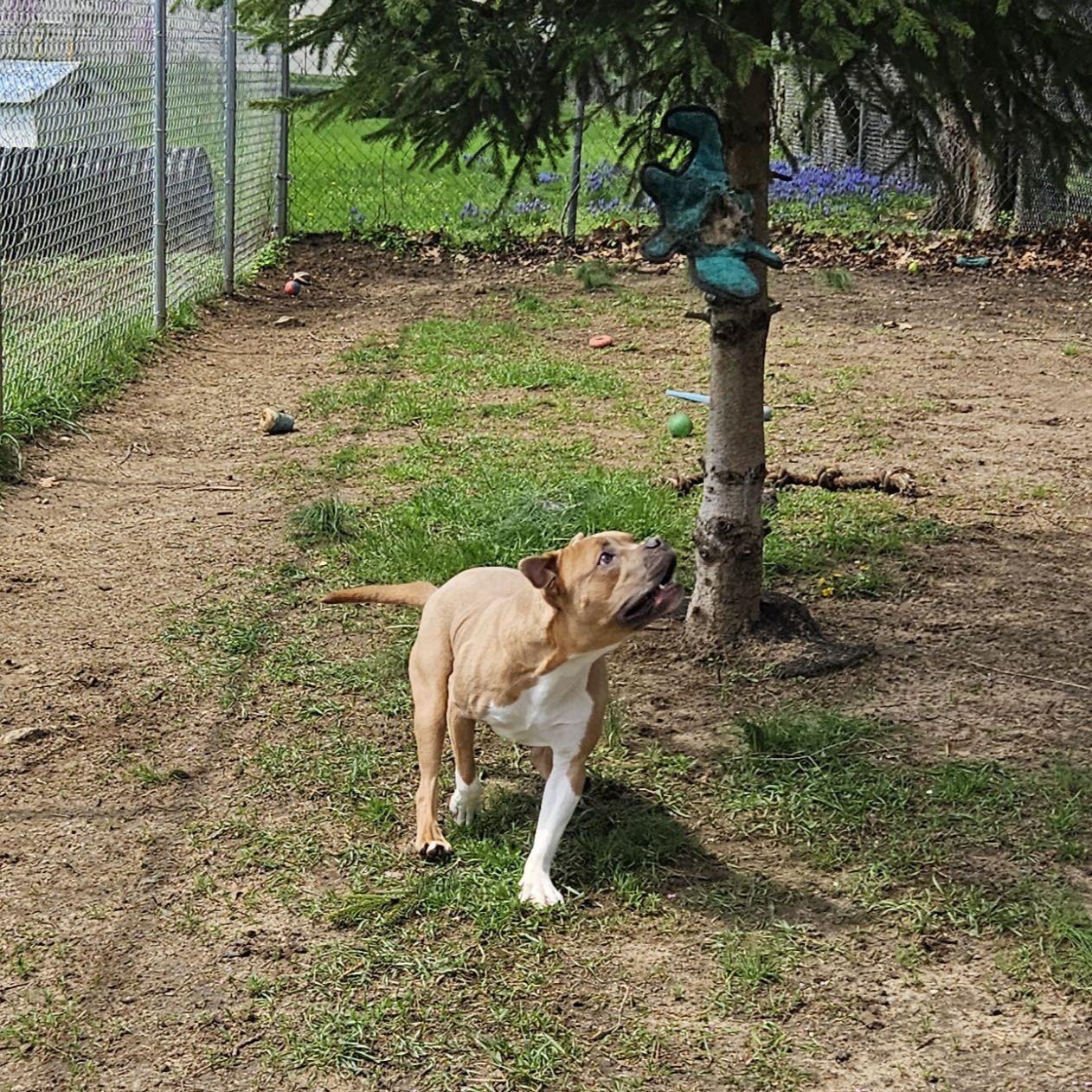 Nerf, a ADOPTABLE Mixed Breed in Mishawaka, IN image 3/5