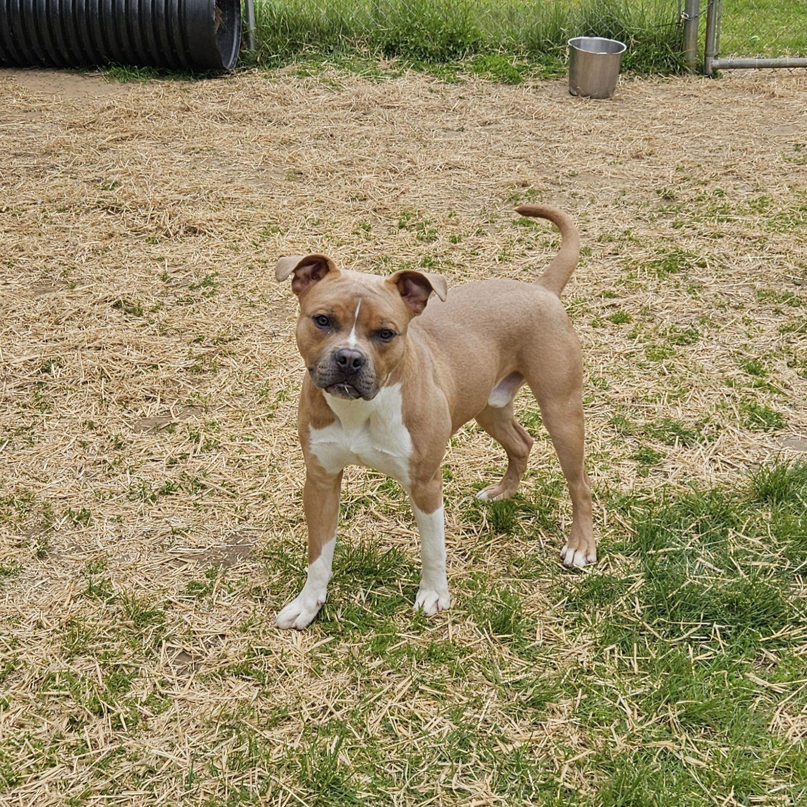 Nerf, a ADOPTABLE Mixed Breed in Mishawaka, IN image 2/5
