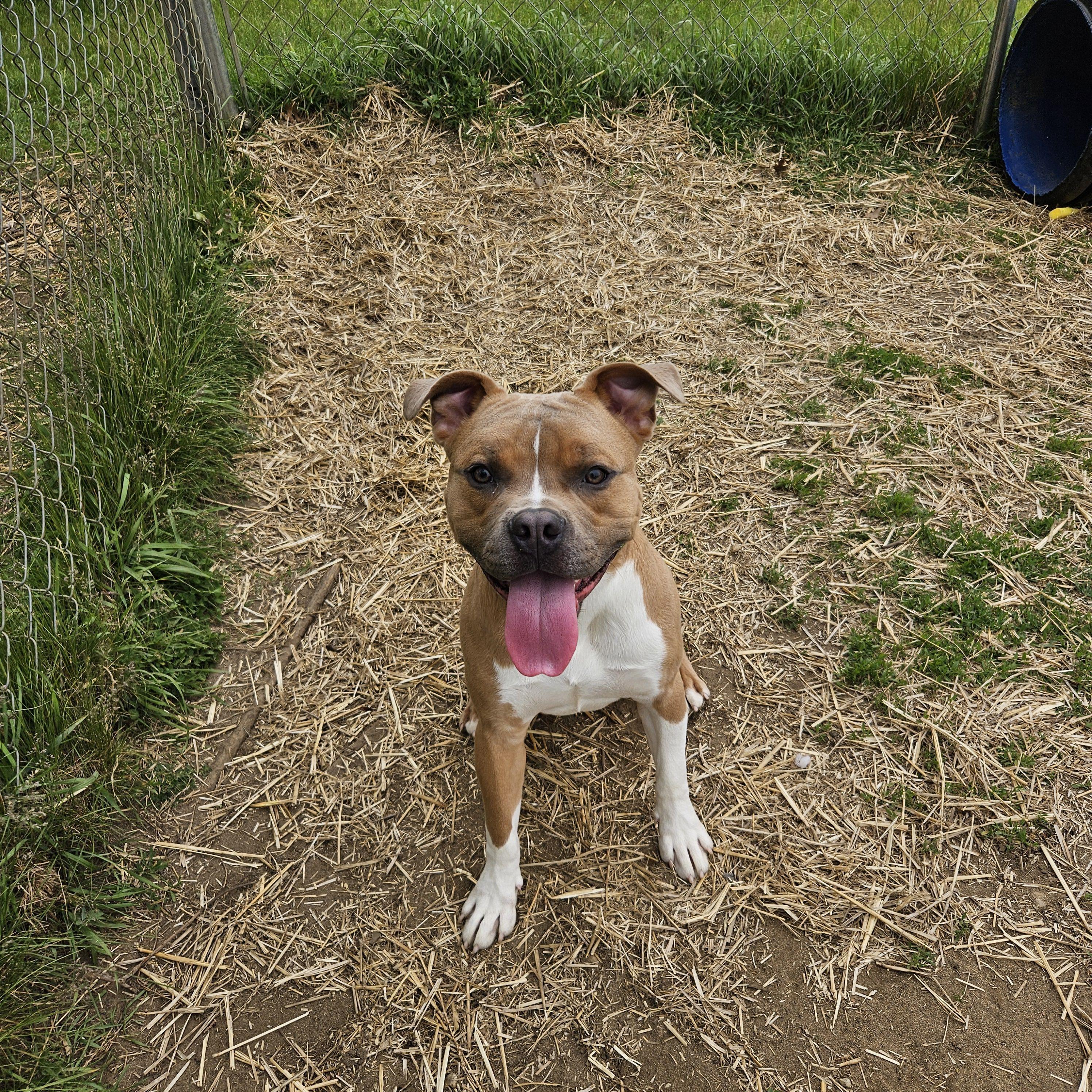 Nerf, ADOPTABLE, Young Male Mixed Breed.