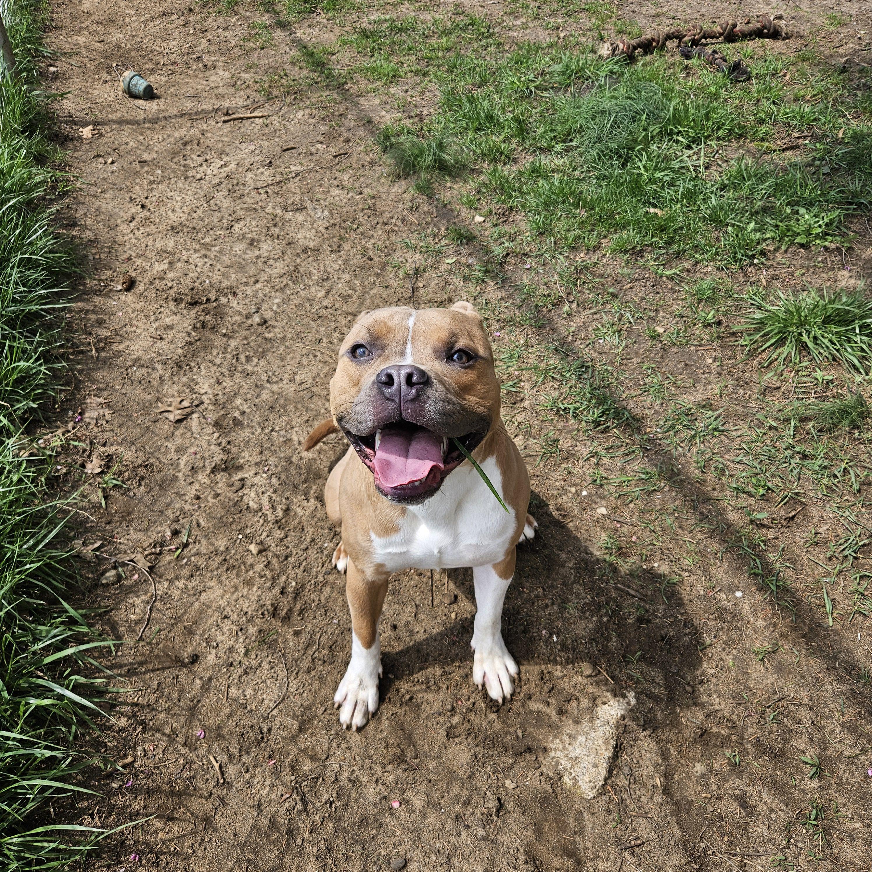 Nerf, a ADOPTABLE Mixed Breed in Mishawaka, IN image 5/5