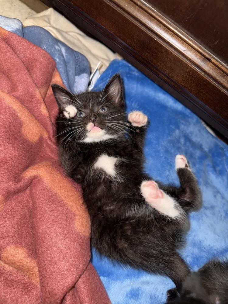Sam, Adopted, Kitten Female Domestic Short Hair.