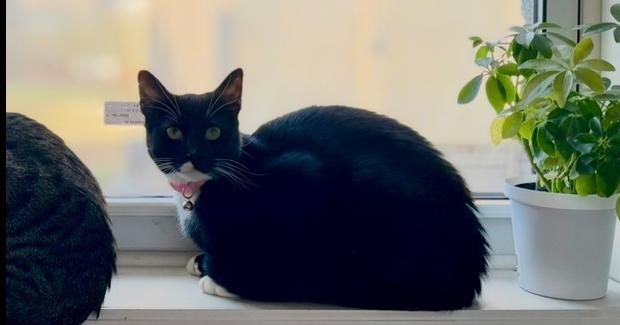 Sam, a Adopted Domestic Short Hair in Virginia Beach, VA image 2/3