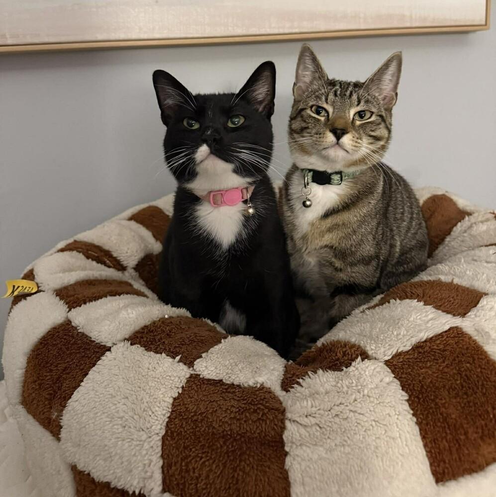 Sam, a Adopted Domestic Short Hair in Virginia Beach, VA image 3/3