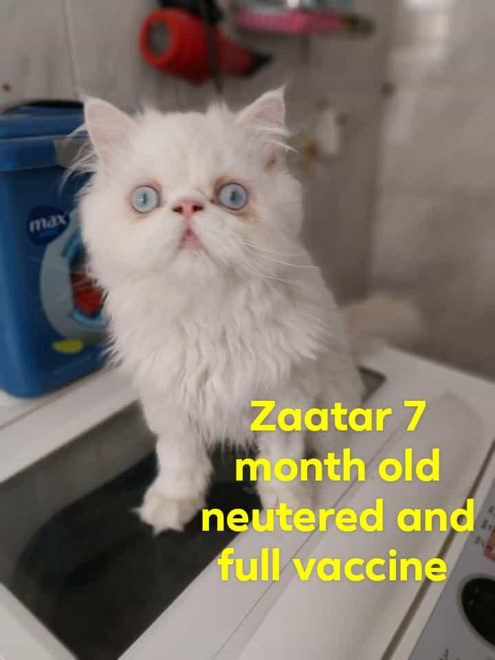 Zaatar, an adoptable Persian, Himalayan in Brampton, ON, L6P 2E9 | Photo Image 1