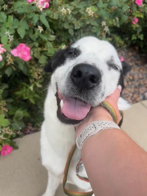 Neymar, Adoptable, Adult Male Husky & Border Collie.