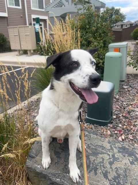 Enlarge Neymar, a Adoptable mixed breed in Sedalia, CO image 2/5