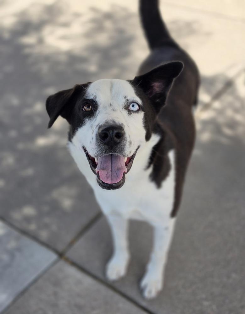 Enlarge Neymar, a Adoptable mixed breed in Sedalia, CO image 3/5