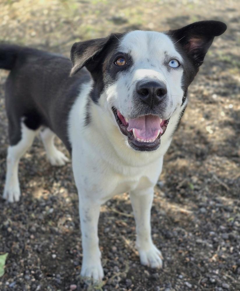 Enlarge Neymar, a Adoptable mixed breed in Sedalia, CO image 4/5