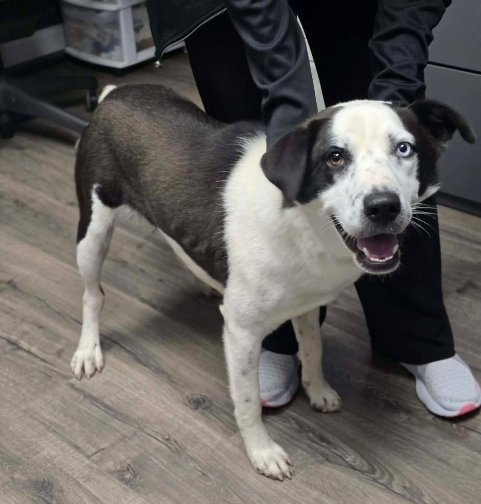 Enlarge Neymar, a Adoptable mixed breed in Sedalia, CO image 5/5