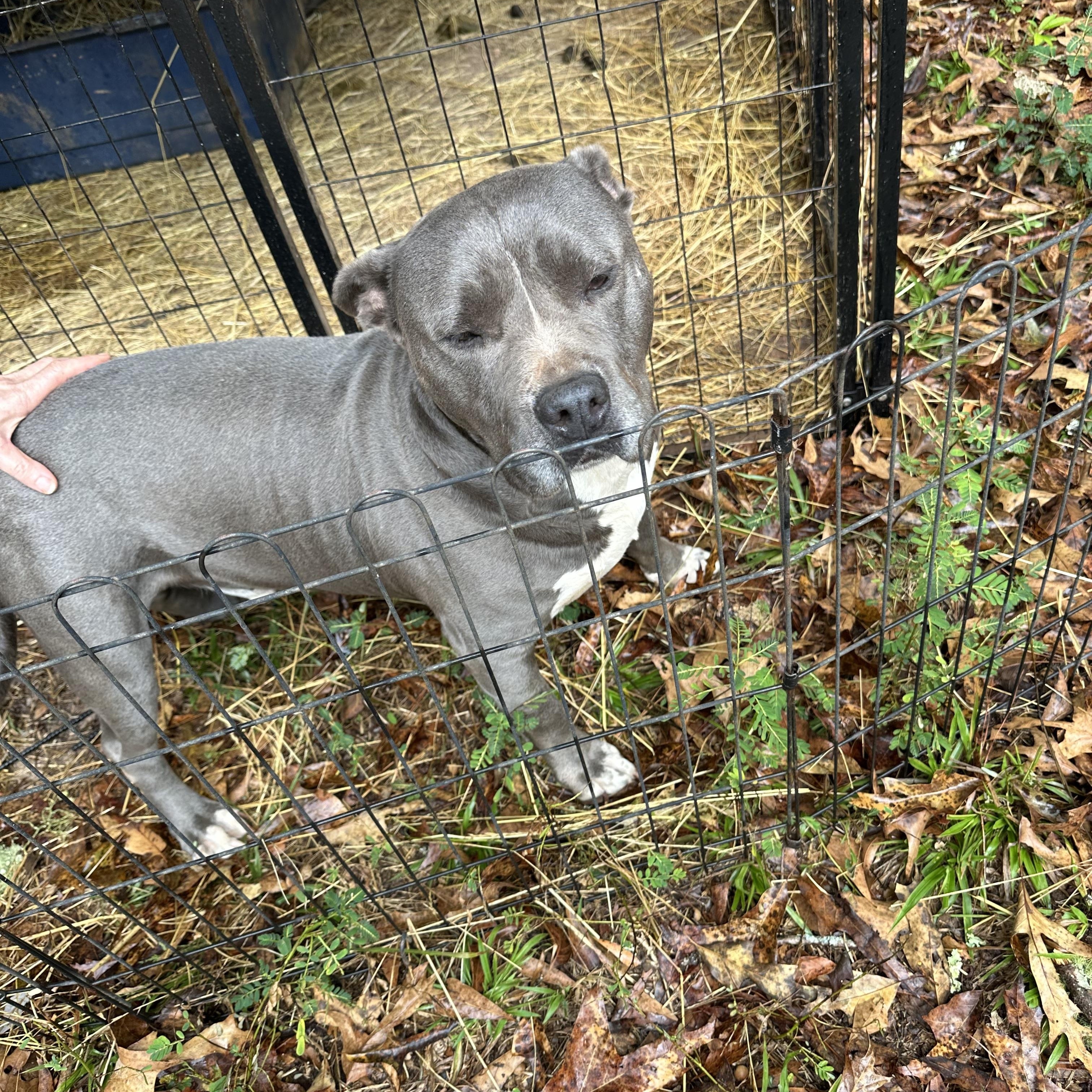 Figgy , Adoptable, Adult Male Pit Bull Terrier.