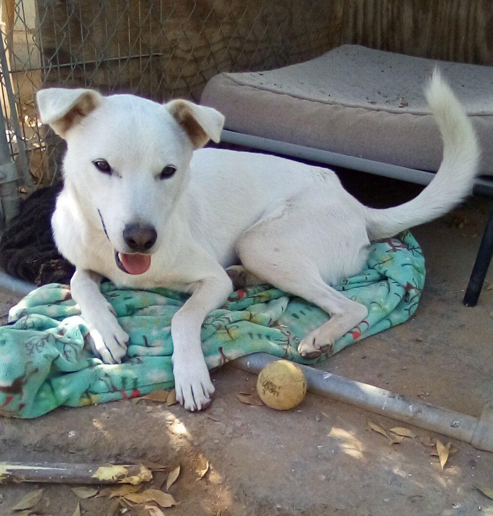 Enlarge Harry Pawter of the Hogwarts family, a Adoptable Jindo in Apple Valley, CA image 2/6