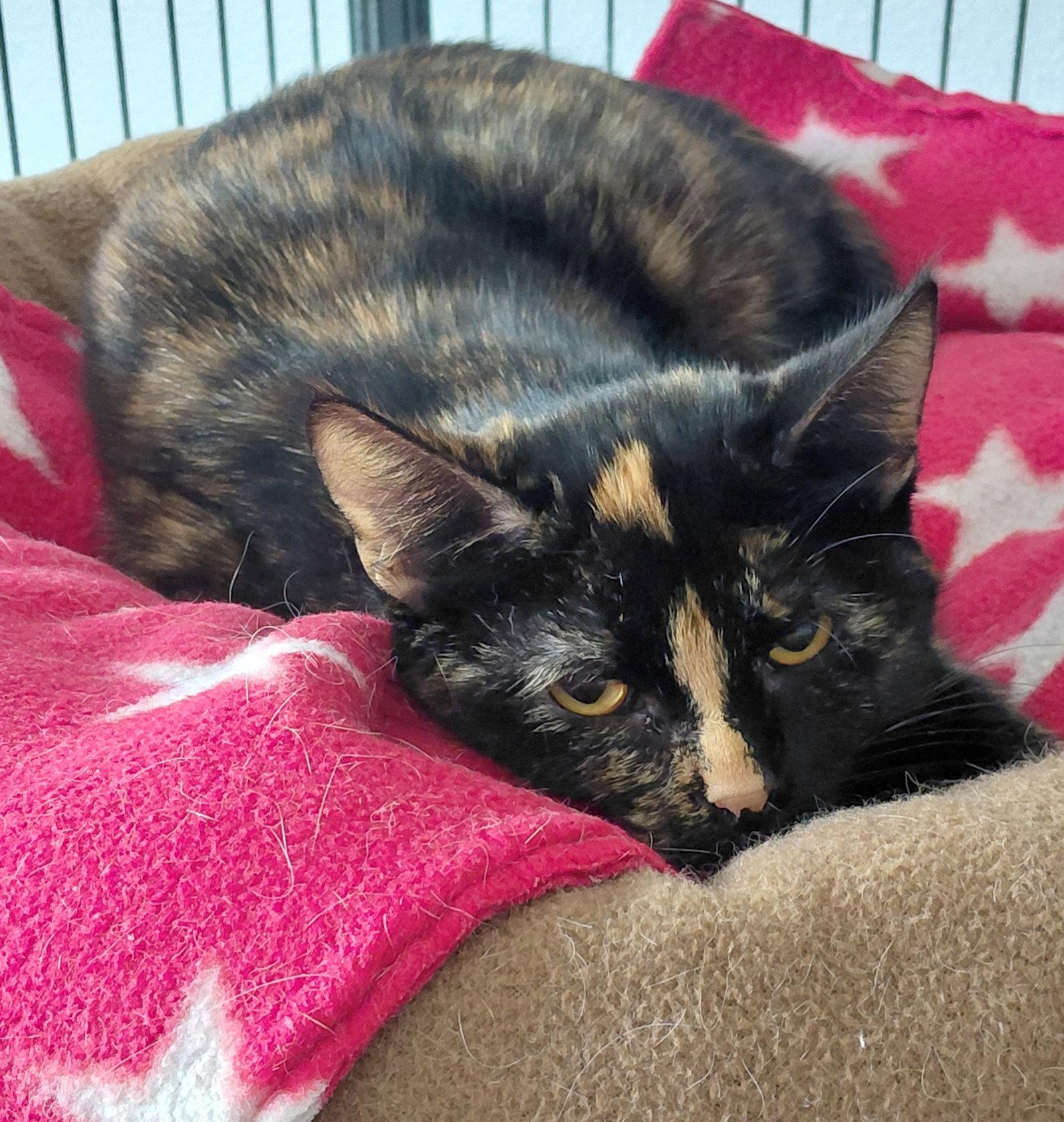 Roxie, Adoptable, Adult Female Domestic Short Hair.