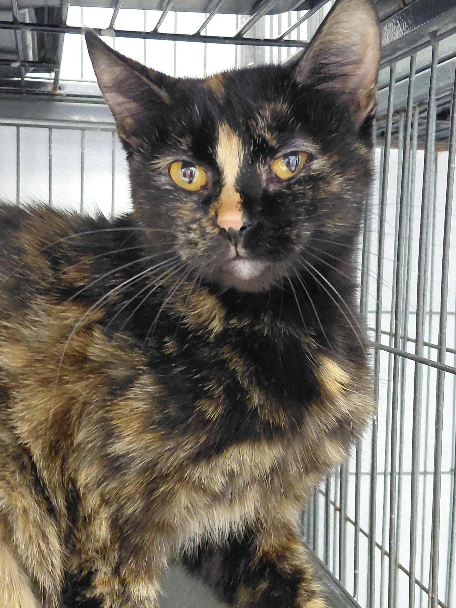 Enlarge Roxie, a Adoptable Domestic Short Hair in Montello, WI image 2/3