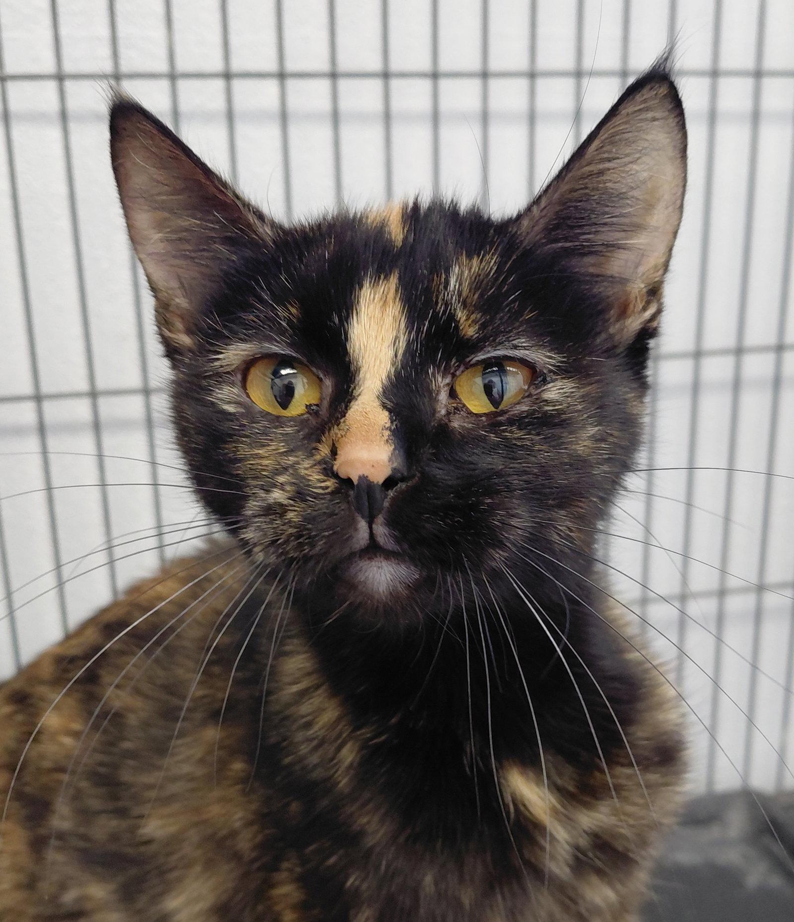 Enlarge Roxie, a Adoptable Domestic Short Hair in Montello, WI image 3/3
