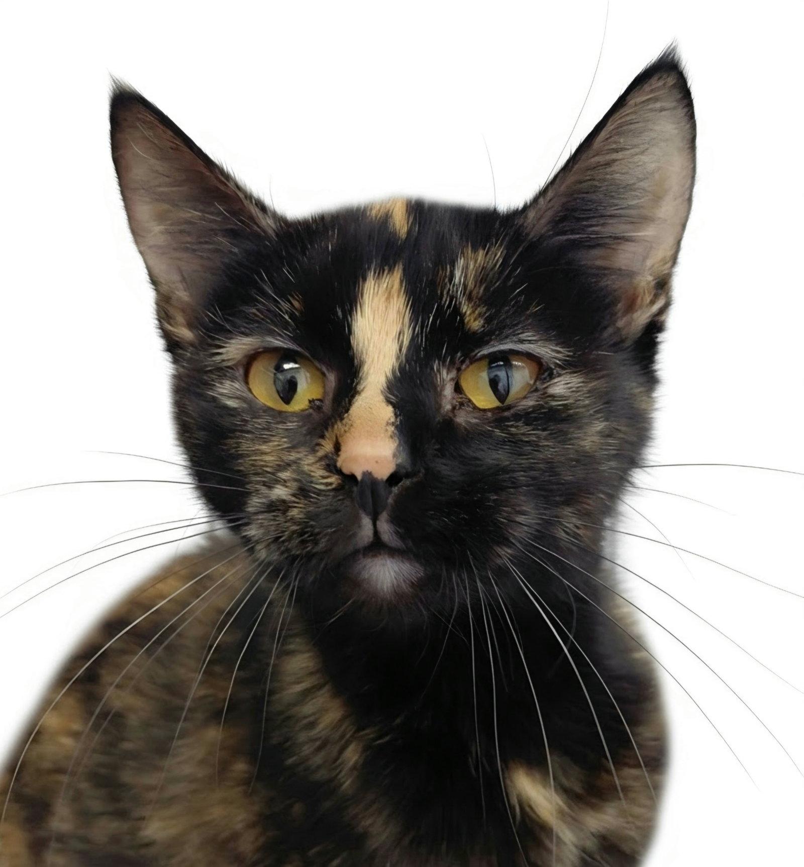 Enlarge Roxie, a Adoptable Domestic Short Hair in Montello, WI image 3/3