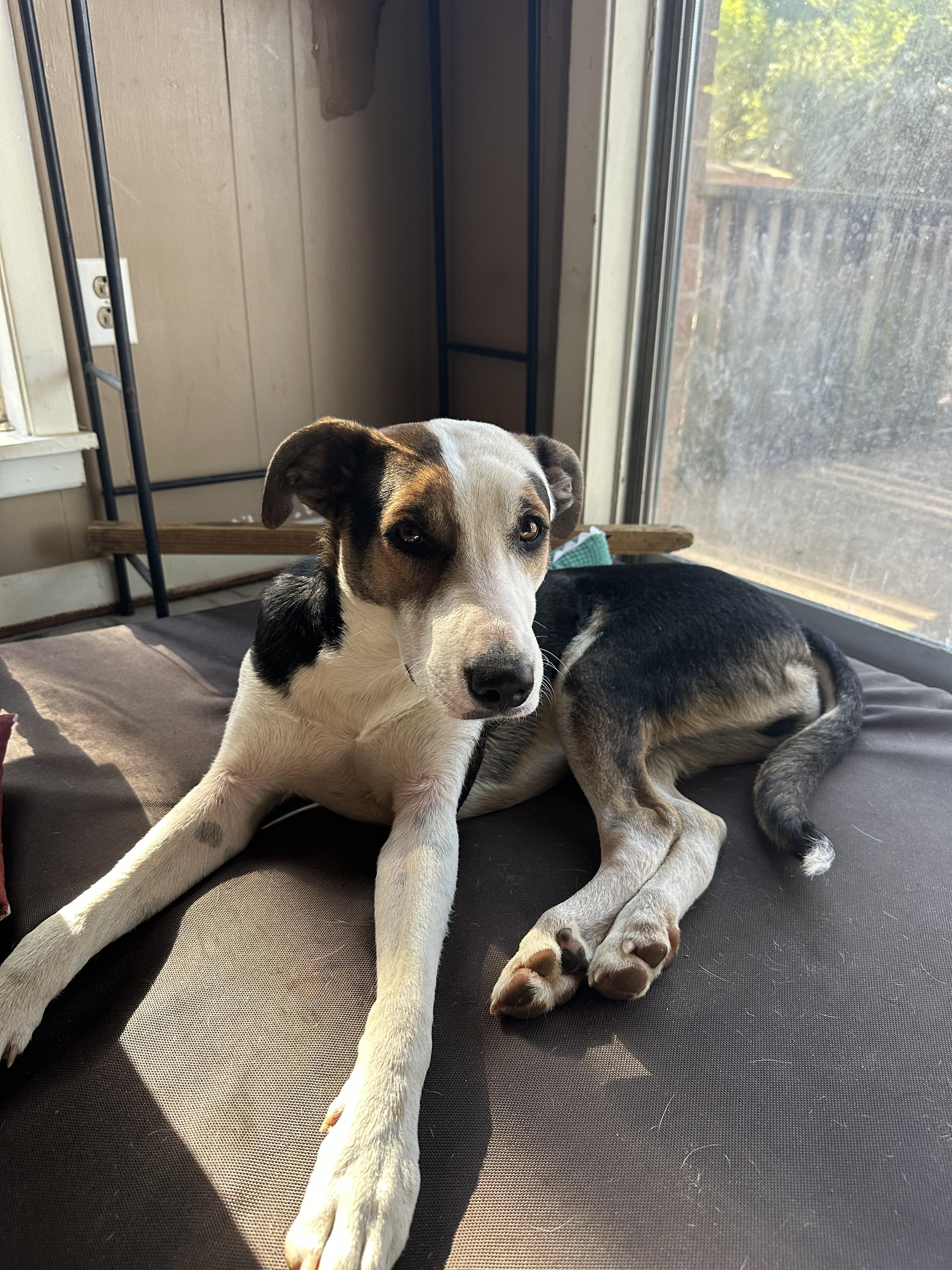 Enlarge Harold (Harry), a Adoptable mixed breed in Ruston, LA image 1/4