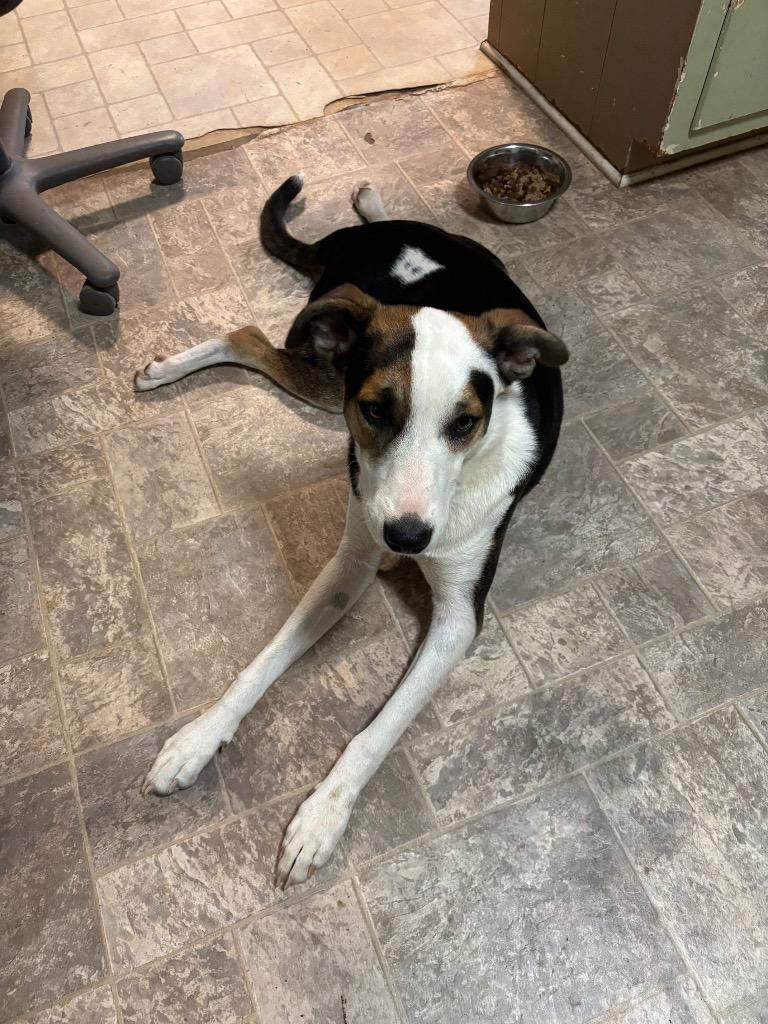 Enlarge Harold (Harry), a Adoptable Terrier in Ruston, LA image 1/3