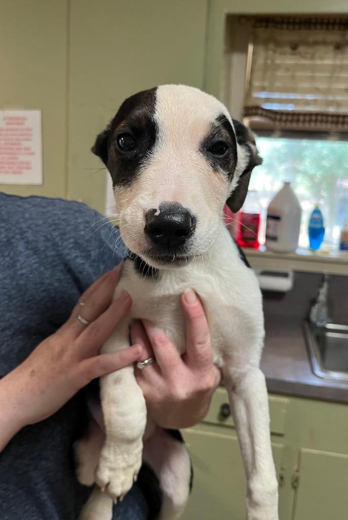 Enlarge Harold (Harry), a Adoptable Terrier in Ruston, LA image 2/3