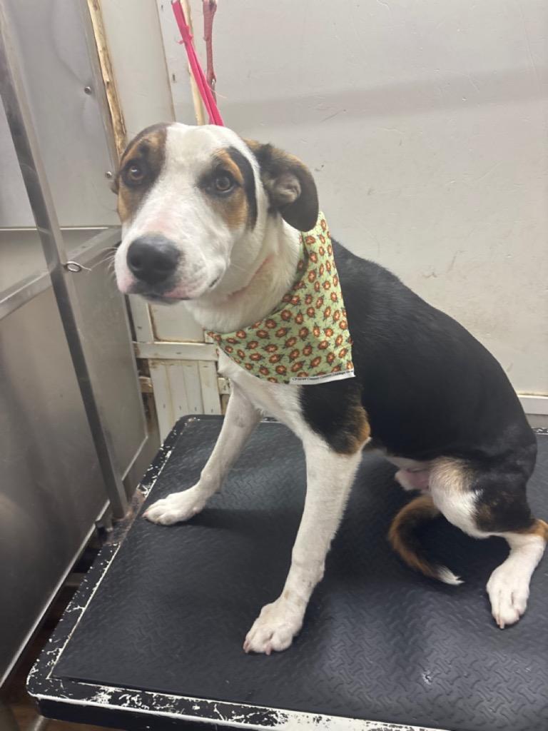 Enlarge Harold (Harry), a Adoptable Terrier in Ruston, LA image 3/3