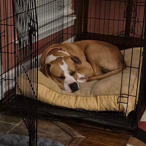 Chance, Adoptable, Young Male American Bulldog.