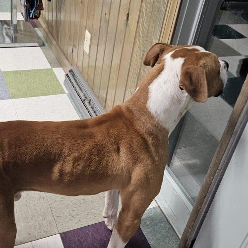 Enlarge Chance, a Adoptable American Bulldog in Kirksville, MO image 2/5