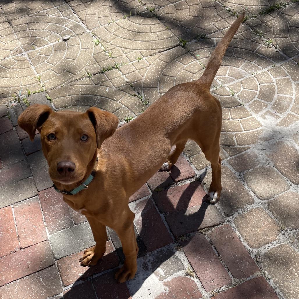 Annabelle (fka Ruby Red)