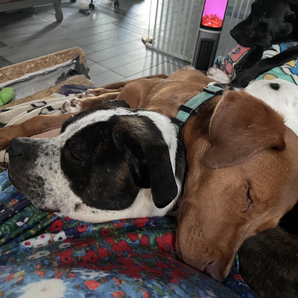 Annabelle (fka Ruby Red) — thumbnail 3