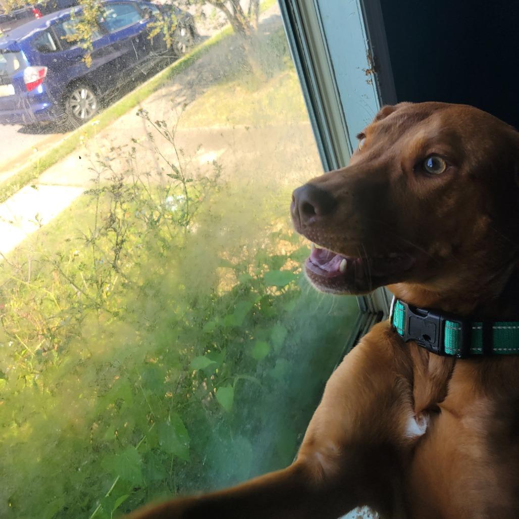 Annabelle (fka Ruby Red) — thumbnail 4