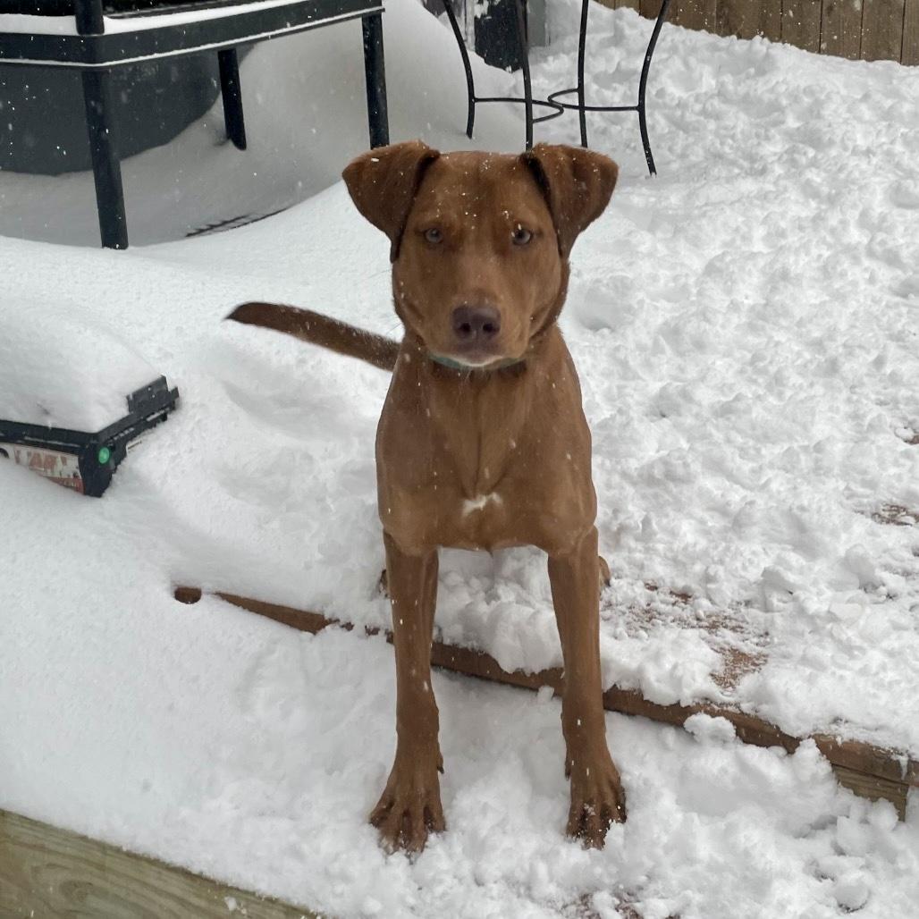 Annabelle (fka Ruby Red), an adoptable Vizsla, Labrador Retriever in New Orleans, LA, 70124 | Photo Image 4