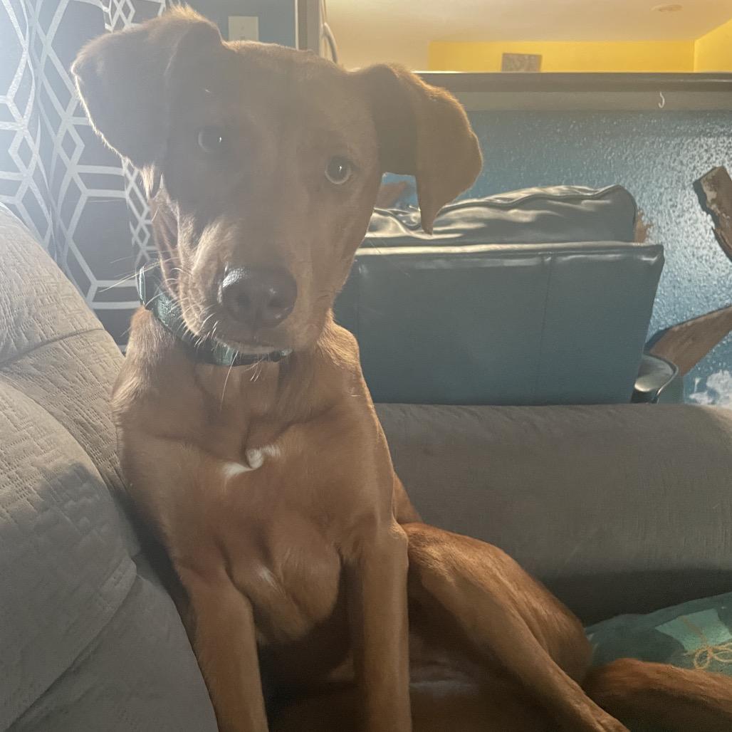 Annabelle (fka Ruby Red), an adoptable Vizsla, Labrador Retriever in New Orleans, LA, 70124 | Photo Image 5