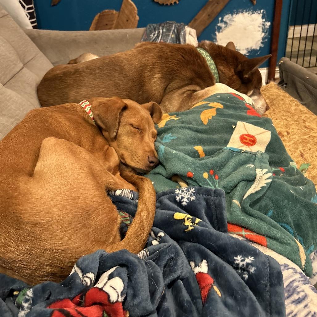 Annabelle (fka Ruby Red), an adoptable Vizsla, Labrador Retriever in New Orleans, LA, 70124 | Photo Image 6